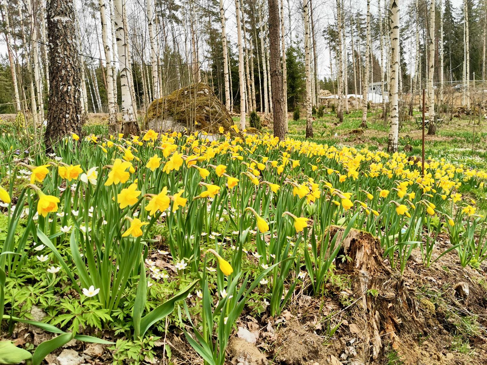 Urjala. Pölkinvuori. Metsäpuutarha ja näköalapaikka.